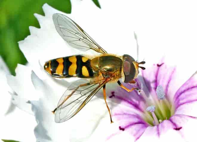 昆虫図鑑・ナミホシヒラタアブ